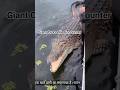 “Man Pets Giant Crocodile… Until THIS Happens!”#Crocodile Encounter #SaltwaterCrocodile #Wildlife