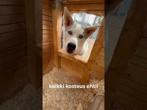 Video: Rimadyl-annos koirille