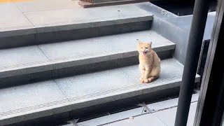 Download Lagu I quit my job... and took the company's stray cat family with me. MP3 Download Lagu I quit my job... and took the company's stray cat family with me. MP3