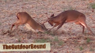 Young Buck Fight (followed by Snort Wheeze)