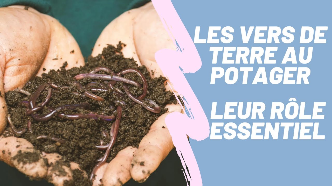 les vers de terre:  vous ne verrez plus votre sol comme avant
