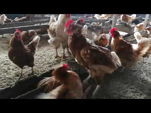 Кроссы Хайсекс Браун - агрессивные куры. Дерутся постоянно и с удовольствием 😄