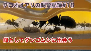 クロオオアリの飼育記録 18 餌としてダンゴムシに出会う Youtube