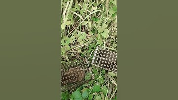 DÍNH QUÁ DÍNH#shorts#cống #mưu #hái #sinh #săn #bẫy #chuột #mouse trap#hunting [] Ngô Văn Lam