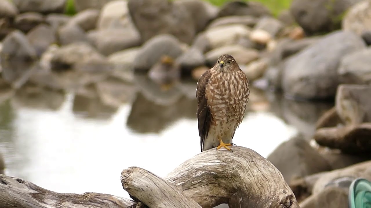 sharp shinned hawk 