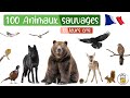 100 animaux sauvages en franais  les cris des animaux et les noms des animaux pour les enfants
