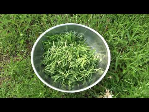 Pick and process Yarrow | Freeze now, Feast later | Out of Air freezer bags | Achillea millefolium
