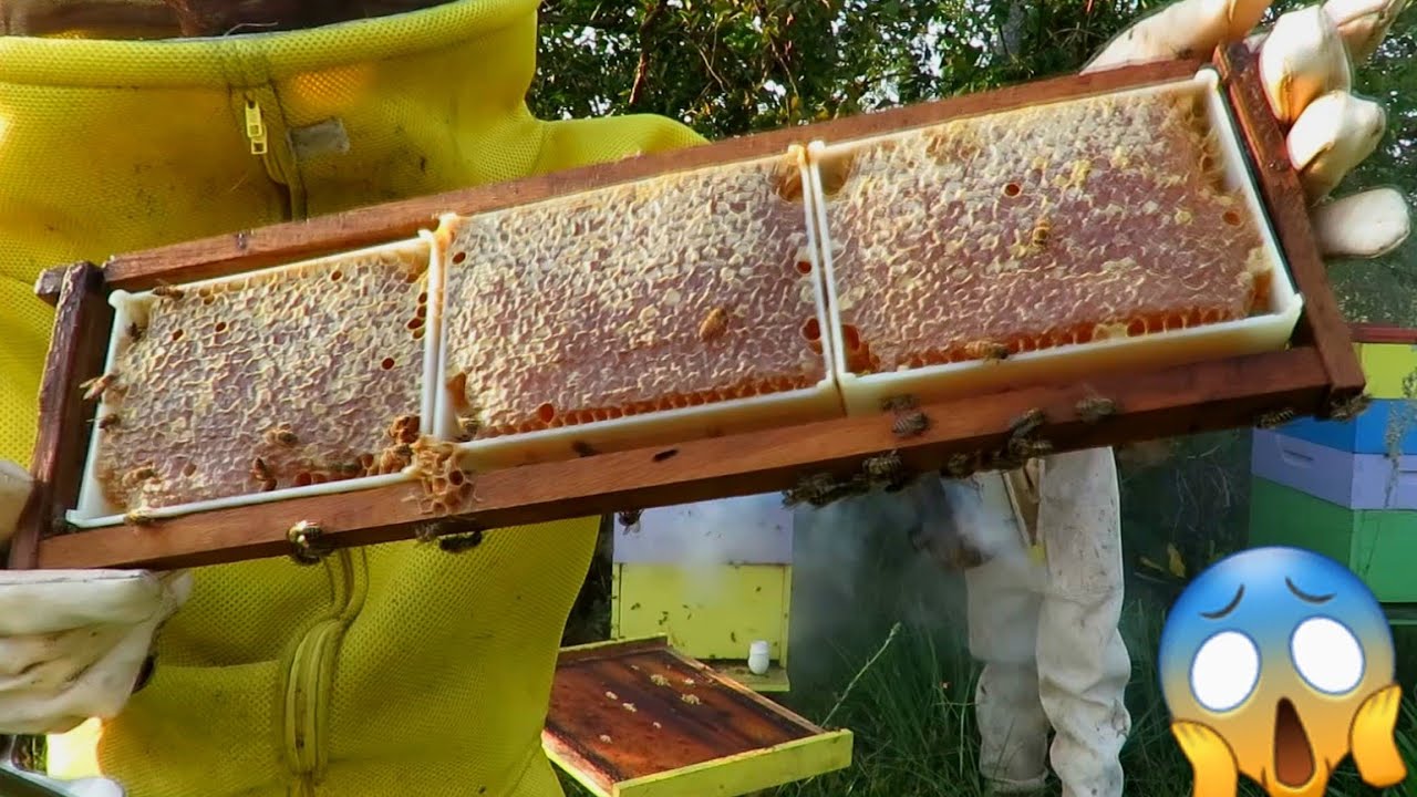 Agroindústria TnA Nunes Parte 20 Colheita do mel