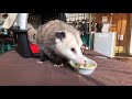 Luna the Awesome Opossum