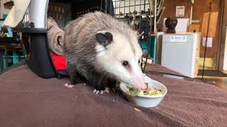 Luna the Awesome Opossum