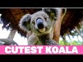 Cutest Koala Bears You Will Ever See!