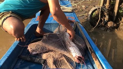 Hành Trình Săn Cá Ngát ( Trà Vinh) Trứng Đậm Bầy Cá Ngát Khủng