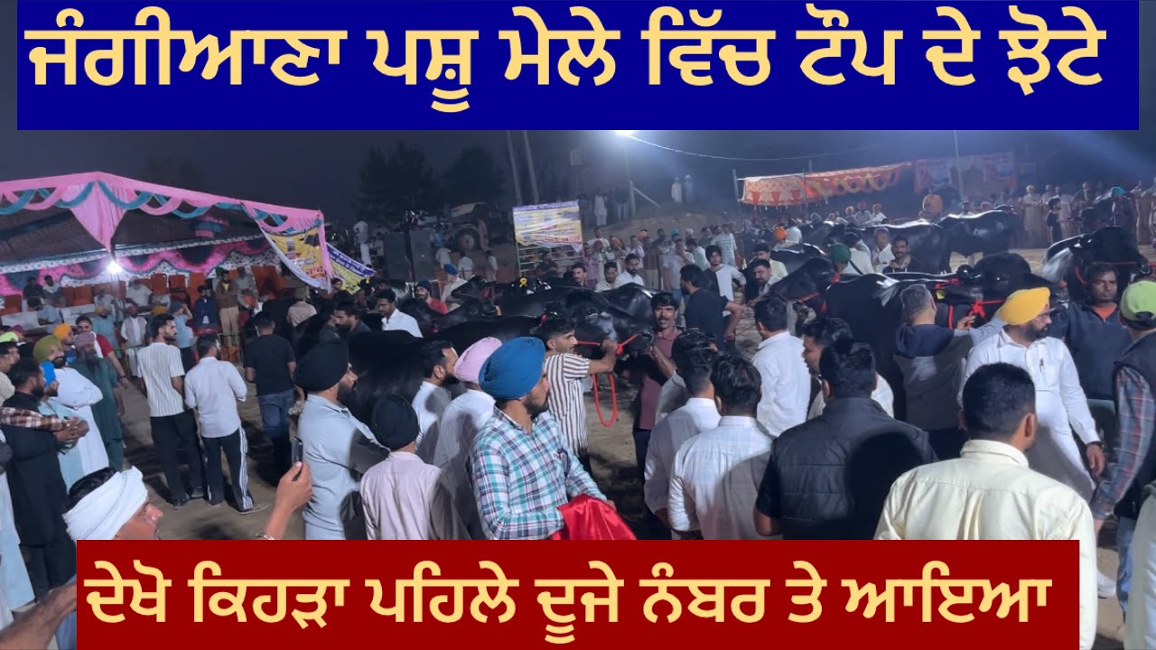 ਜੰਗੀਆਣਾ ਪਸ਼ੂ ਮੇਲੇ ਵਿੱਚ ਜੇਤੂ ਝੋਟੇ। #dairyfarm #buffalo 