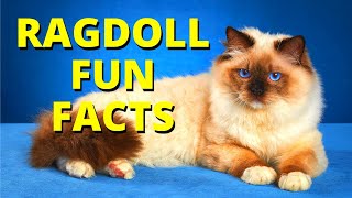 15 Fun Facts About Ragdoll Cats - Ragdoll Cat 101