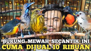 GENDENG !! BURUNG MASTERAN SEMURAH INI PENTET TEPUS SERBA 10 RIBUAN KUTILANG 20 RIBU PELATUK 50 RIBU