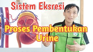 Proses Pembentukan Urine