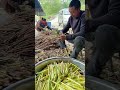 #新鲜采摘 #harvest #food