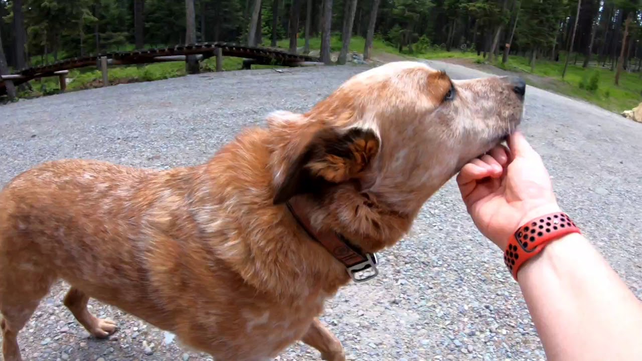 Whitefish Bike Retreat