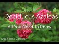 Deciduous Azaleas- All You Need to Know About These Woodland Beauties