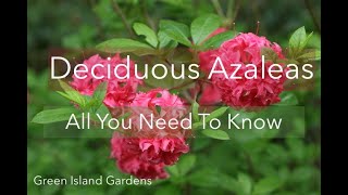 Deciduous Azaleas- All You Need to Know About These Woodland Beauties