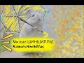 Милые шиншиллы ^_^ Kawaii chinchillas