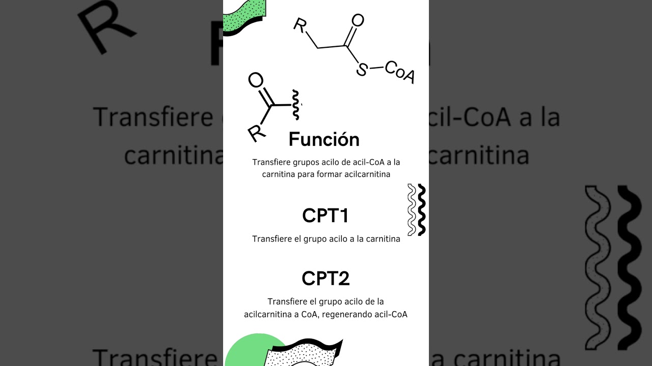l carnitina mecanismo de accion Carnitina palmitoil transferasa