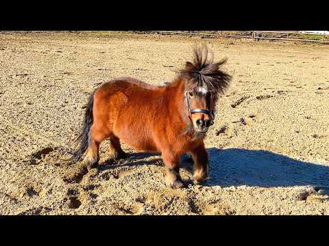 When Pets Get The Zoomies 😹 Best Funny Animal Compilation