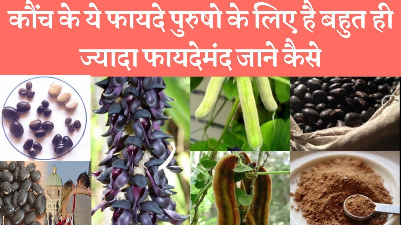 Health benefits of Kaunch beej(Velvet bean)कौंच के बीज के फायदे business in india under 10 lakhs