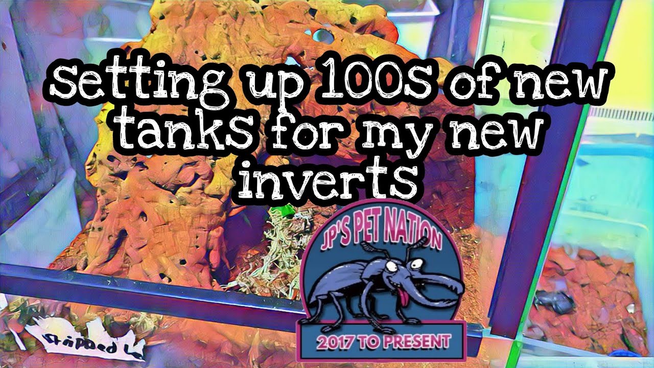 setting up 100s of tanks for.my new inverts