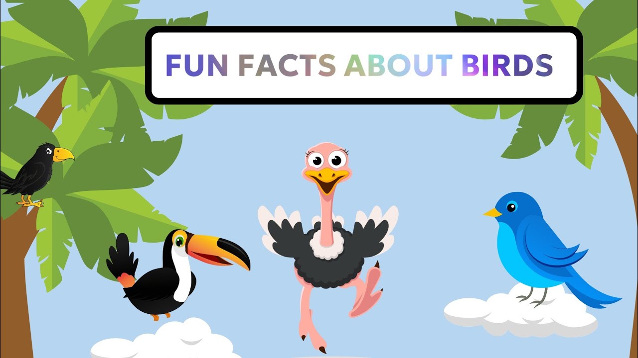 information-about-birds-for-kids-fun-facts-about-birds-honey-fly-youtube