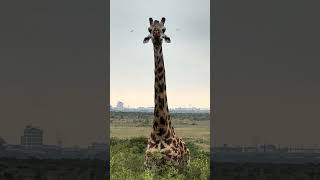 No filter, no AI. Raw footage of a giraffe in Kenya. #kenya #giraffe #wildlife #wildlifeshorts