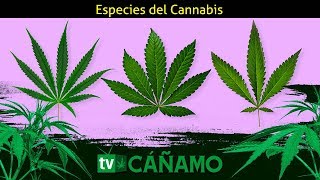 Clasificación del cannabis (las distintas especies de la marihuana) Cáñamo tv