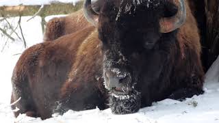 Plains Bison In Winter