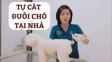 Hướng dẫn tự cắt đuôi chó poodle, phốc hươu, bull pháp tại nhà