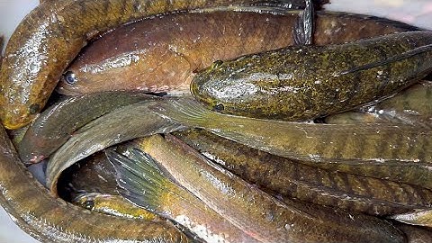 Chỗ Cá Nhiều Mà Gặp Kiểu Này Cũng Phải Cuốn Câu 