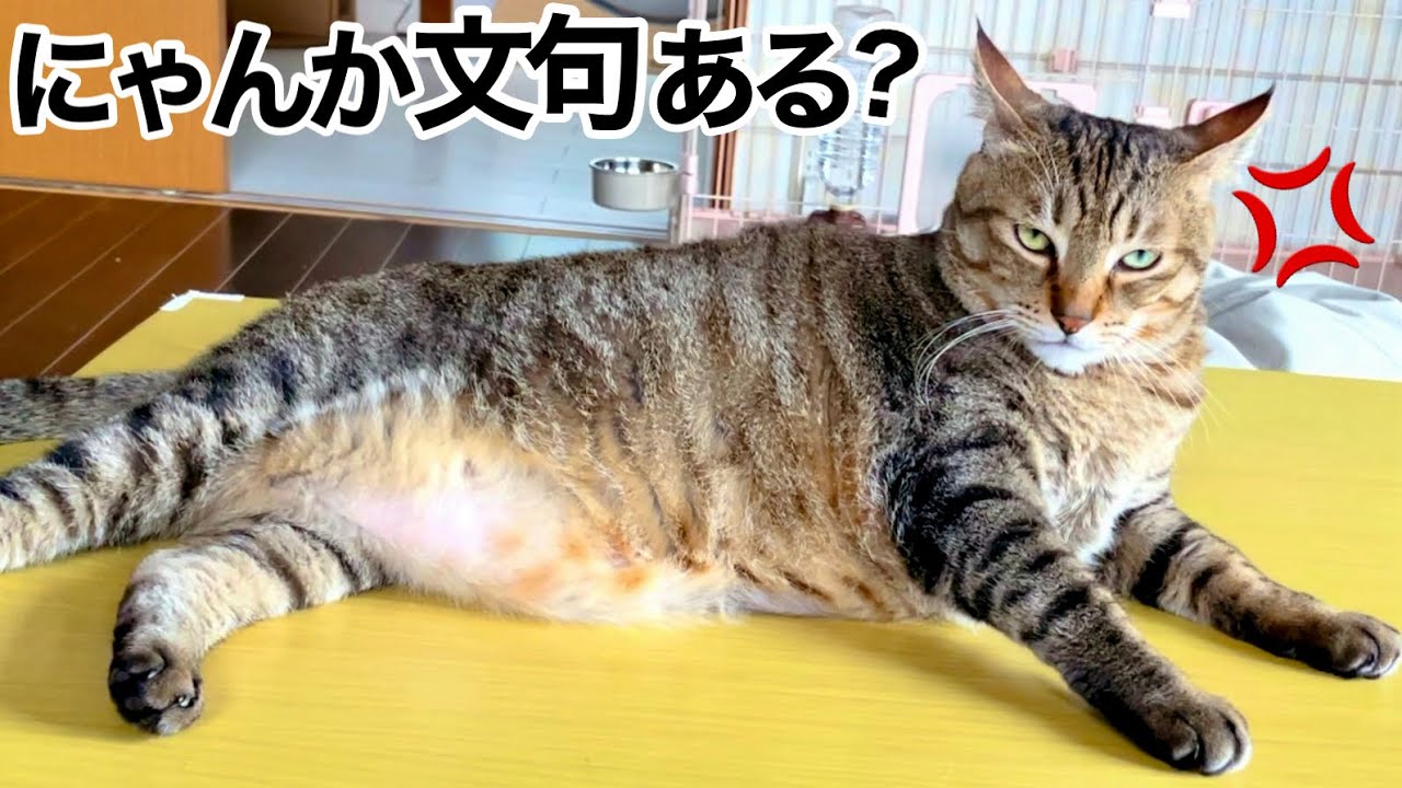 【巨漢な猫】ダイエットで軽快になり､世界征服の野望を抱く