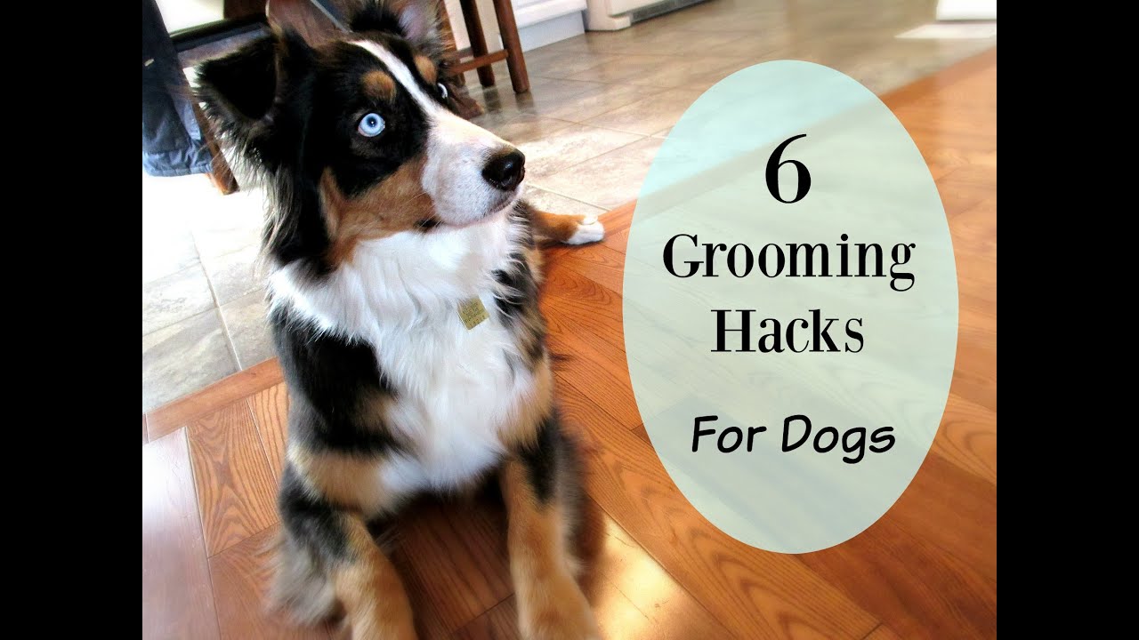 Six Grooming Hacks for Dog Owners YouTube