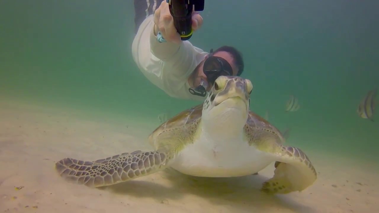 🐢Snorkeling with Turtles Navarre Beach Marine Sancuary YouTube