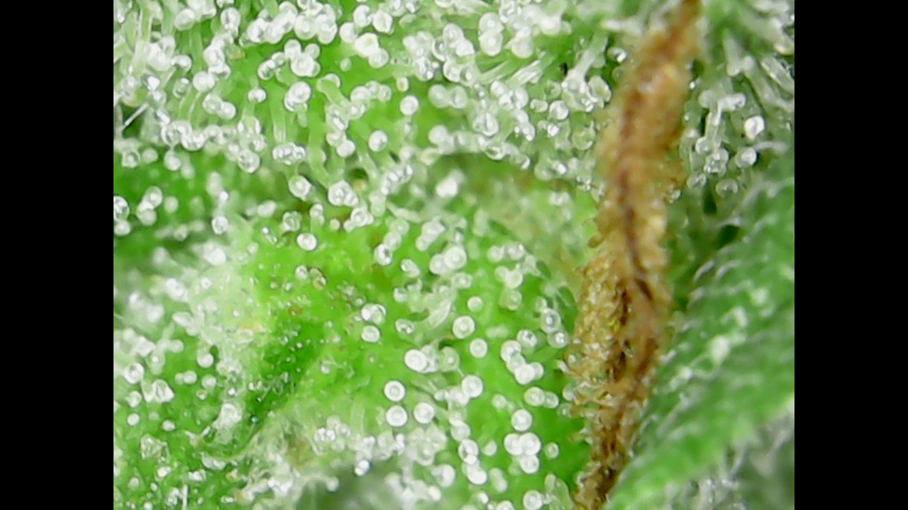 Tricomas Super Lemon Haze  - planta cannabis recien cortada