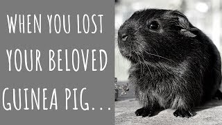 Guinea Pig Death: Causes, Funeral & How To Deal With The Loss