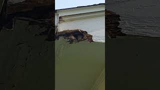Gray Squirrels in soffit - Nuisance Wildlife Trapping!