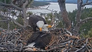 Jackie succumbs to Shadow's charm, Shadow's endless love FOBBV CAM Big Bear Bald Eagle Live Nest