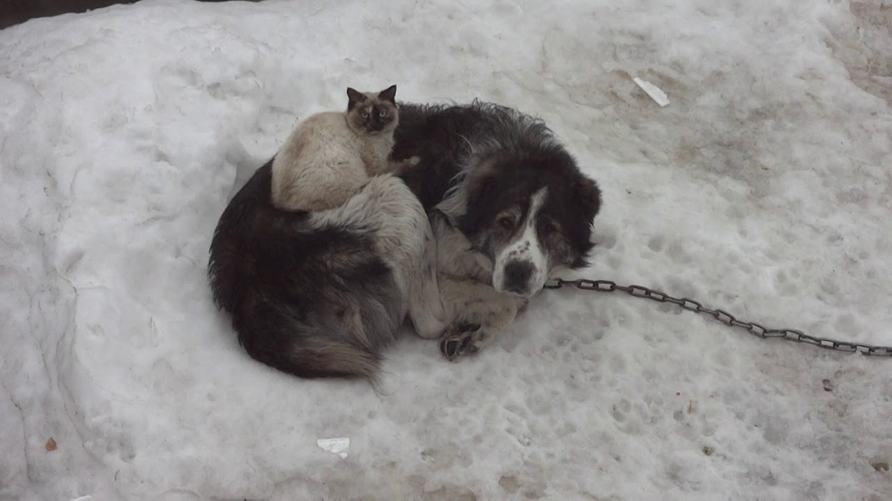 Актос и кошка, зима - YouTube