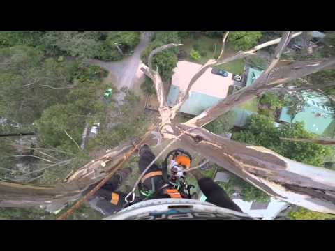 Спиливание дерева 40 метровой высоты