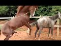 horse making love