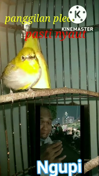 pancingan pleci memanggil teman cuit cuit