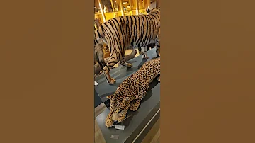 حيوانات محنط متحف Butterfly المراه Trending Nature التغطيه الجيلي الرسوم Animals Zoo 