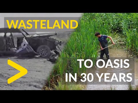 Colliers Moss: From wasteland to oasis