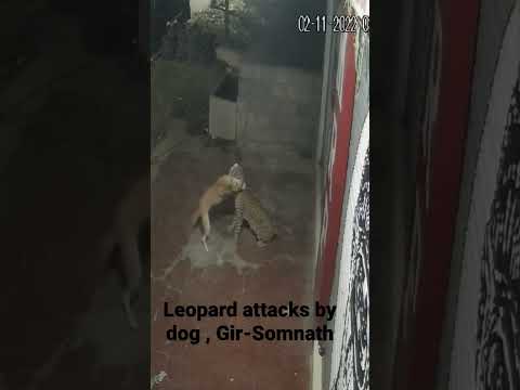 अपनी गली में कुत्ता भी शेर। Dog attacks Leopard , Gir-Somnath