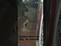       dog attacks leopard  girsomnath